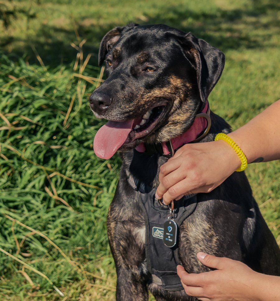 A brindle dog in a harness, its owner holding the LochTags pet tag clipped to the chest ring