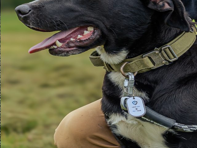 A dog wearing a LochTags pet tag on its collar