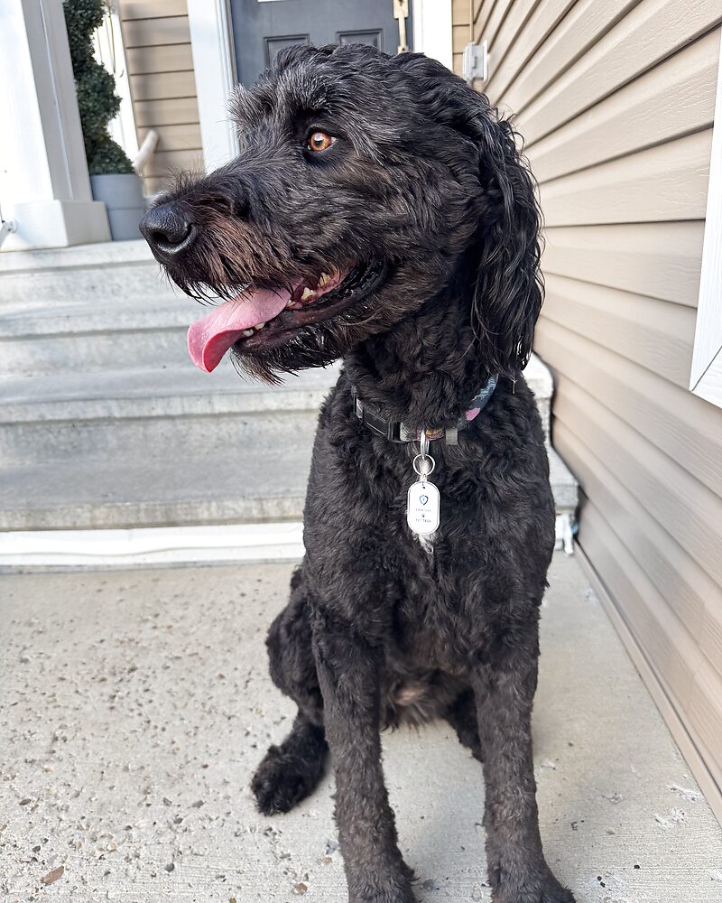 LochTags pet ID tag shown on a dog
